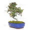 eleagnus pungens maculata aurea 12020258