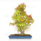 Acer palmatum ref: 24070251