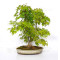 Acer palmatum ref: 24070252