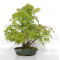 VENDU acer palmatum ref: 24070254