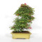 acer palmatum deshojo 24070253