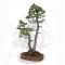 PINUS PENTAPHYLLA ref: 24070255