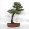 Pinus pentaphylla du Japon ref :24070256