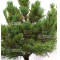 Pinus parviflora var. iona