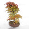 acer palmatum deshojo 17030234