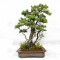 PINUS PENTAPHYLLA ref: 08080251