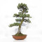 PINUS PENTAPHYLLA ref: 12020252