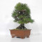 Pinus thunbergii ref: 120202512