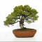 juniperus chinensis itoigawa ref 12020255