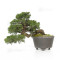 Juniperus chinensis itoigawa 12020254