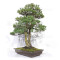 pinus pentaphylla 120202510