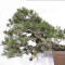 pinus pentaphylla 12020259
