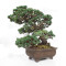 pinus pentaphylla nasu musume  ref:21020252