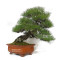 pinus thunbergii 12100241