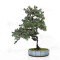 juniperus rigida ref: 210202514
