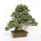 pin 5 aiguilles kokonoe ref 210202512