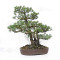 Pinus pentaphylla ref: 21020258