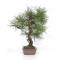 pinus densiflora ref : 210202511