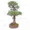 Pinus pentaphylla ref: 21020254