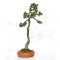 Pinus pentaphylla ref 21020255