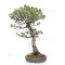 Pinus pentaphylla ref:21020256