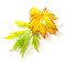 Graines d'Acer japonicum maiku jaku
