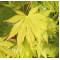 acer shirasawanum jordan seeds