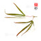 graines d'acer amoenum enkan