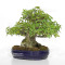 acer buergerianum ref: 18080233
