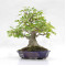 acer buergerianum ref: 25090252