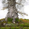 pinus pentaphylla ref: 25090254