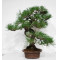 Pinus thunbergii ref: 28070262