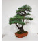 PINUS PENTAPHYLLA ref: 28070261