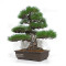 Pinus thunbergii ref: 16070261