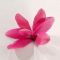 Set of 4 rhodohypoxis 2 apple blossom + 2 millioid