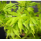 Acer palmatum going green ® variété protégée
