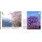 EPUISEKyoto sakura collection