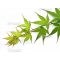 acer palmatum seeds arakawa