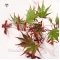 acer amoenum seeds sumi nagashi