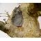 Wound sealant 500 gr for caduc trees