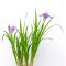iris gracilipes purple dwarf variety