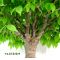 Zelkova serrata bonsai ref: 260501018