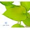 Hosta June fever