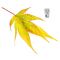 EPUISEGraines d'Acer Matsumurae Masu kagami