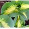 Hosta Dream weaver