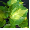 Hosta Raspberry sundae