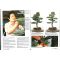 FRANCE BONSAI n° 93