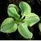 Hosta Lucky mouse ears