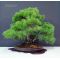 Five-needle Japanese pine bonsai ref: 23120131