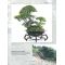 Bonsai Focus N° 76